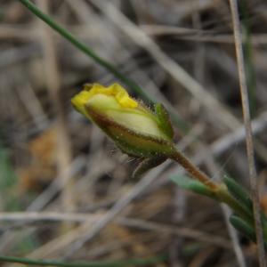 Photographie n°1479487 du taxon Fumana procumbens (Dunal) Gren. & Godr. [1847]