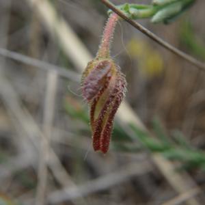 Photographie n°1479489 du taxon Fumana procumbens (Dunal) Gren. & Godr. [1847]