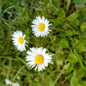 Photographie n°1479633 du taxon Bellis perennis L. [1753]