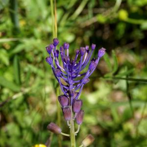 Photographie n°1479739 du taxon Muscari comosum (L.) Mill. [1768]