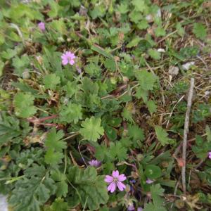 Photographie n°1479893 du taxon Geranium molle L. [1753]