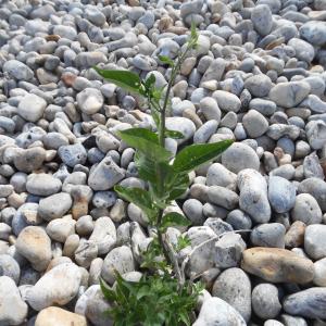 Photographie n°1480092 du taxon Solanum dulcamara L. [1753]