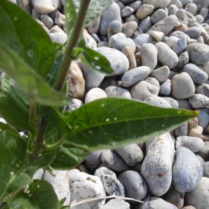 Photographie n°1480096 du taxon Solanum dulcamara L. [1753]