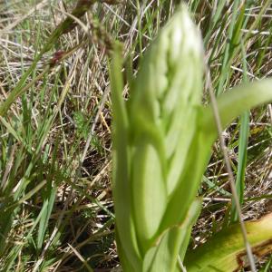 Photographie n°1480099 du taxon Himantoglossum hircinum (L.) Spreng. [1826]