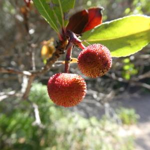 Photographie n°1480154 du taxon Arbutus unedo L. [1753]