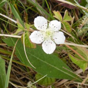 Photographie n°1480166 du taxon Rubus caesius L. [1753]