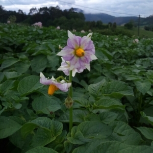 Photographie n°1480184 du taxon Solanum tuberosum L. [1753]