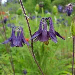 Photographie n°1480610 du taxon Aquilegia vulgaris L. [1753]