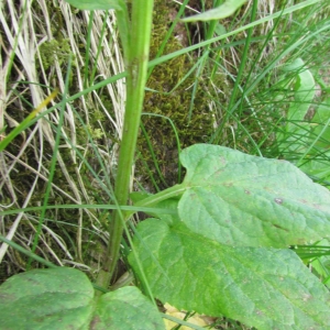 Photographie n°1481415 du taxon Phyteuma spicatum L. [1753]