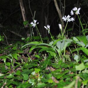 Photographie n°1482023 du taxon Allium ursinum L. [1753]