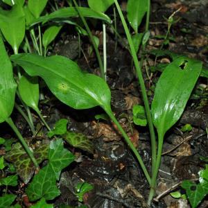 Photographie n°1482043 du taxon Allium ursinum L. [1753]