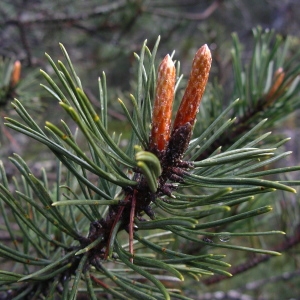Photographie n°1483036 du taxon Pinus mugo subsp. uncinata (Ramond ex DC.) Domin [1936]