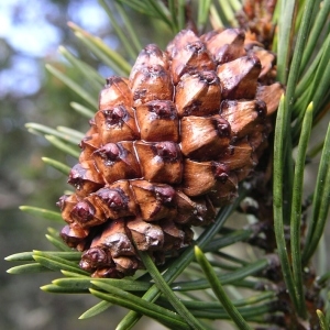 Photographie n°1483043 du taxon Pinus mugo subsp. uncinata (Ramond ex DC.) Domin [1936]