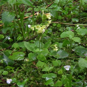 Photographie n°1483121 du taxon Primula elatior (L.) Hill [1765]