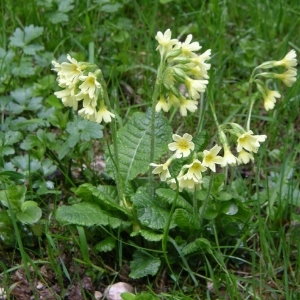 Photographie n°1483126 du taxon Primula elatior (L.) Hill [1765]