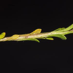 Photographie n°1483162 du taxon Alyssum simplex Rudolphi