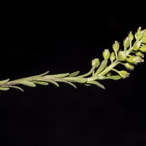 Photographie n°1483171 du taxon Alyssum simplex Rudolphi