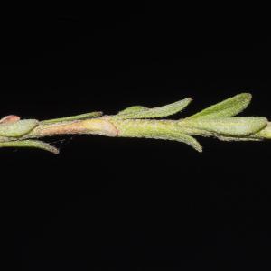 Photographie n°1483173 du taxon Alyssum simplex Rudolphi