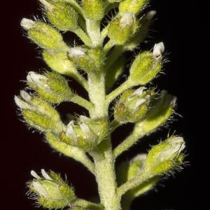 Photographie n°1483183 du taxon Alyssum simplex Rudolphi