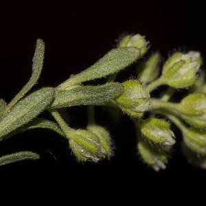 Photographie n°1483188 du taxon Alyssum simplex Rudolphi