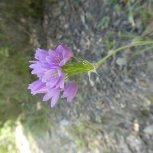 Photographie n°1483679 du taxon Allium roseum L. [1753]