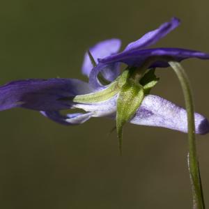 Photographie n°1483842 du taxon Viola riviniana Rchb. [1823]