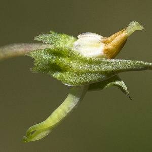 Photographie n°1483847 du taxon Viola riviniana Rchb. [1823]