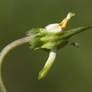 Photographie n°1483851 du taxon Viola riviniana Rchb. [1823]