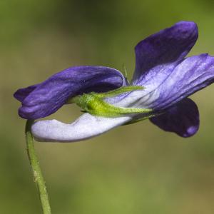 Photographie n°1483856 du taxon Viola riviniana Rchb. [1823]