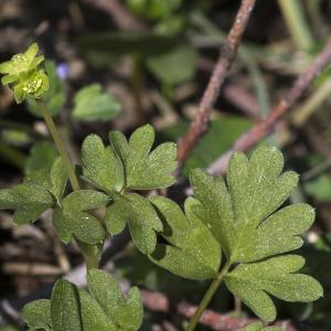 Photographie n°1484218 du taxon Adoxa moschatellina L.