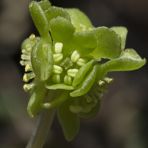 Photographie n°1484222 du taxon Adoxa moschatellina L.