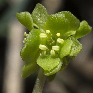 Adoxa tuberosa Gray (Adoxe)