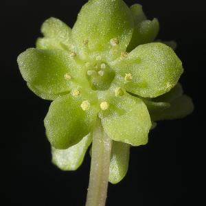 Photographie n°1484225 du taxon Adoxa moschatellina L.