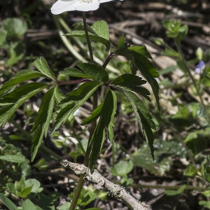 Photographie n°1484232 du taxon Anemone nemorosa L.