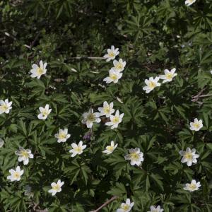 Photographie n°1484233 du taxon Anemone nemorosa L.