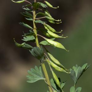 Photographie n°1484263 du taxon Corydalis solida (L.) Clairv.