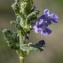  Jean-Jacques Houdré - Glechoma hederacea L.