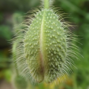 Photographie n°1486640 du taxon Papaver rhoeas L. [1753]