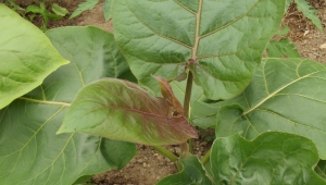 Jean-Claude Echardour, le 18 mai 2017 (44390 Saffré, France (caharel))