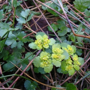 Photographie n°1487180 du taxon Chrysosplenium alternifolium L. [1753]