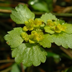 Photographie n°1487184 du taxon Chrysosplenium alternifolium L. [1753]