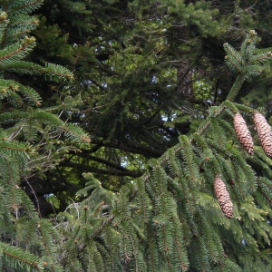 Photographie n°1487204 du taxon Picea abies (L.) H.Karst. [1881]