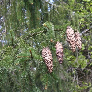 Photographie n°1487207 du taxon Picea abies (L.) H.Karst. [1881]