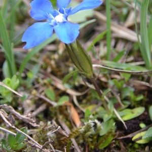 Photographie n°1487218 du taxon Gentiana verna L. [1753]