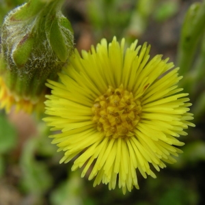 Photographie n°1487223 du taxon Tussilago farfara L. [1753]