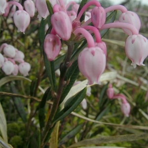 Photographie n°1487226 du taxon Andromeda polifolia L. [1753]