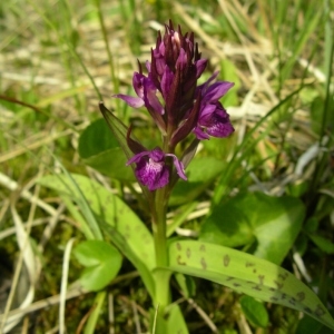 Photographie n°1487227 du taxon Dactylorhiza devillersiorum P.Delforge [2011]