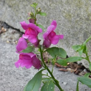 Photographie n°1488334 du taxon Antirrhinum majus L. [1753]