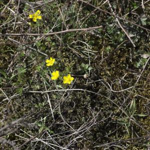 Photographie n°1488376 du taxon Potentilla verna L.