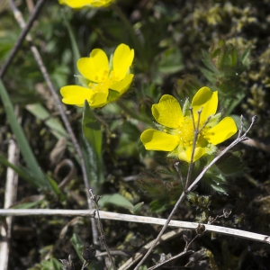 Photographie n°1488382 du taxon Potentilla verna L.